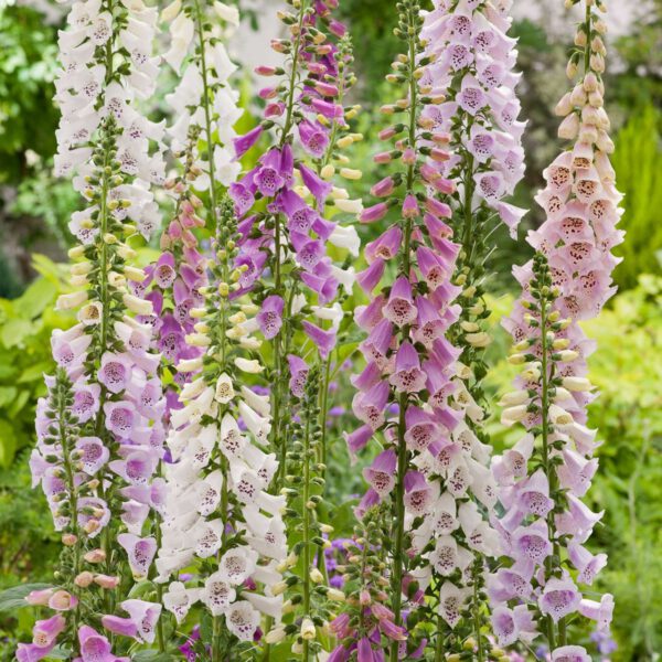 Garten-Fingerhut
