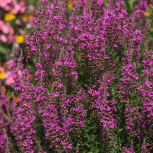 Ruten-Weiderich 'Dropmore Purple'