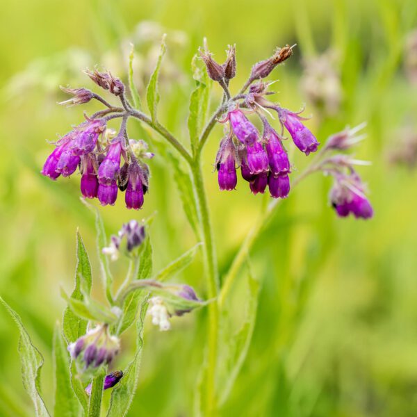 Echter Beinwell  - Wilder Comfrey