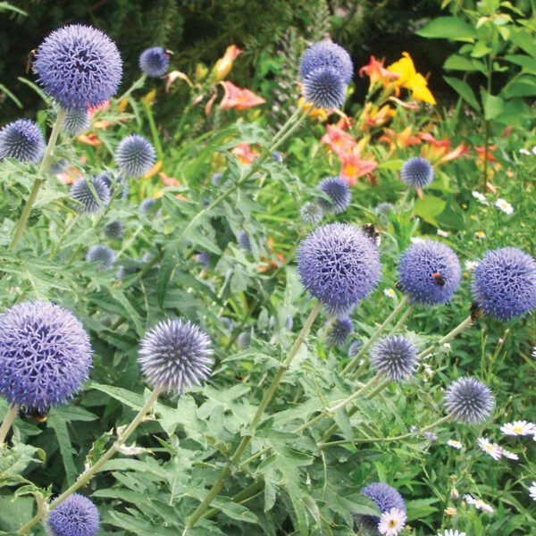 Kugeldistel 'Blue Globe'