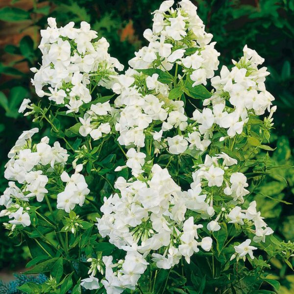 Gartenphlox 'Rembrandt'
