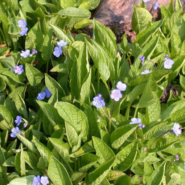 Himmelblaues Gedenkemein
