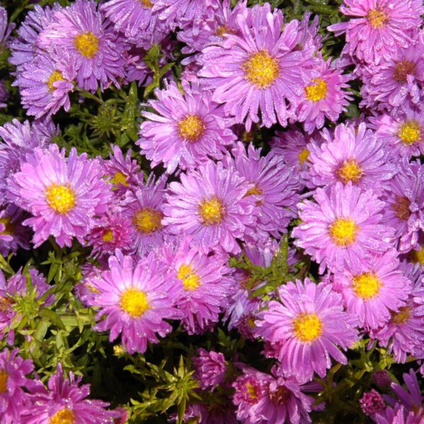 Glattblatt-Aster 'Rosaperle'