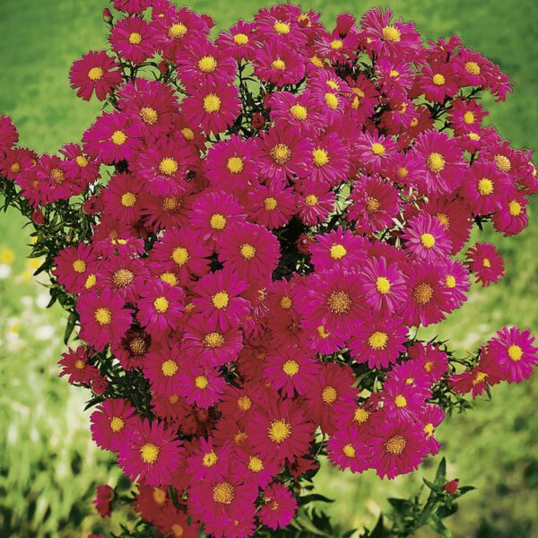 Glattblatt-Aster 'Crimson Brocade'