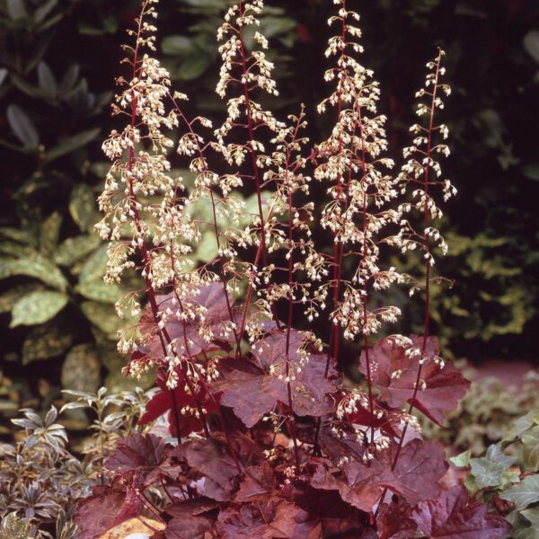 Purpurglöckchen 'Palace Purple'