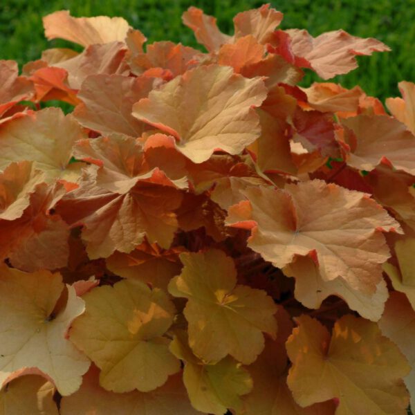 Purpurglöckchen 'Caramel®'