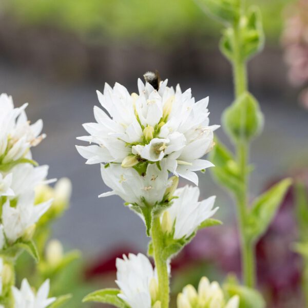 Knäuelglockenblume 'Alba'