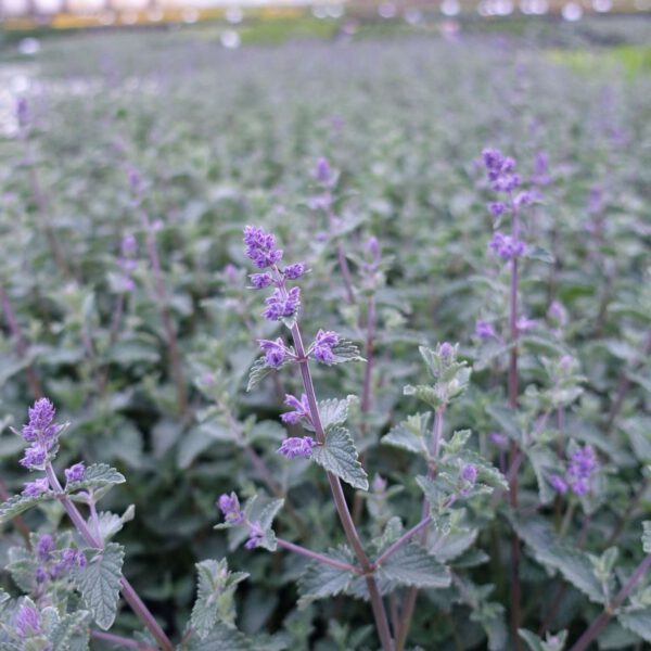 Lavendelblaue Katzenminze