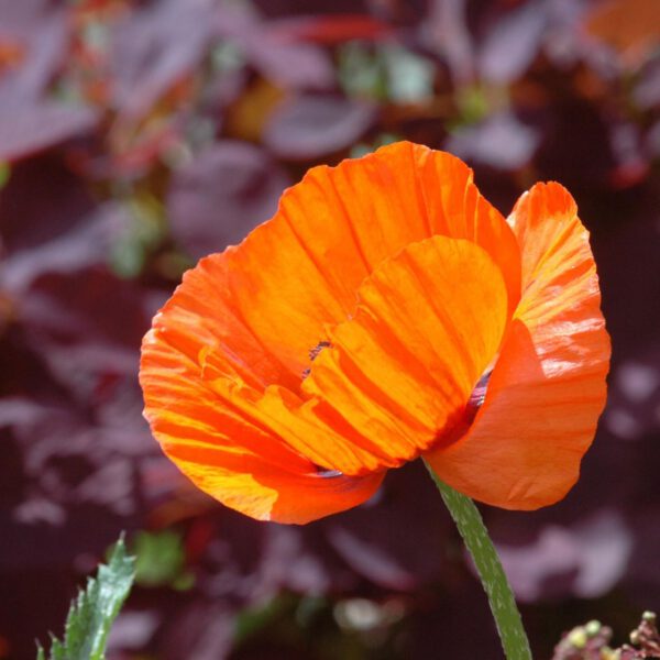 Türkischer Mohn 'Brilliant®'