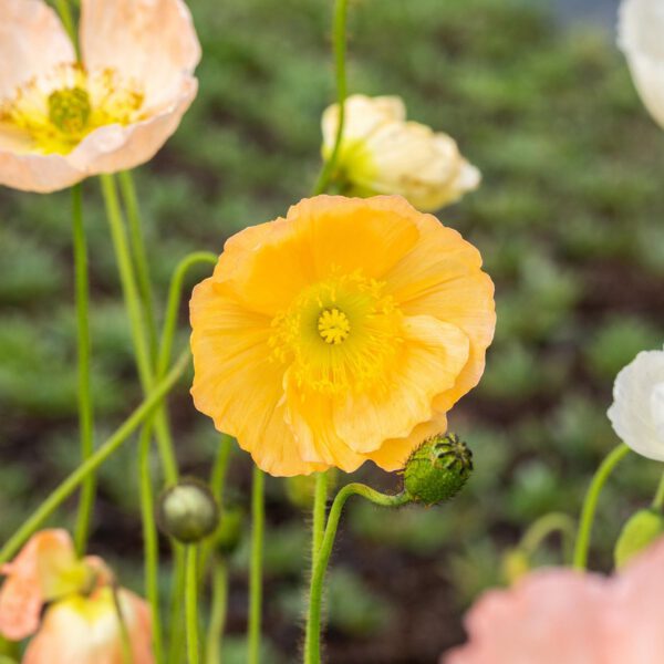 Islandmohn 'Gartenzwerg'