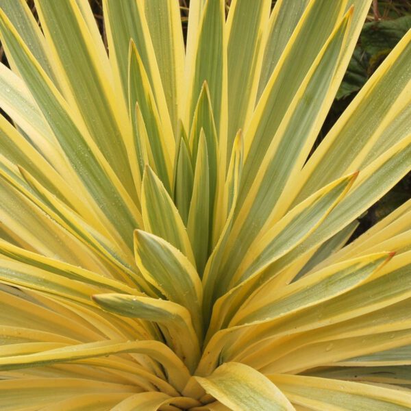 Palmlilie 'Bright Edge'
