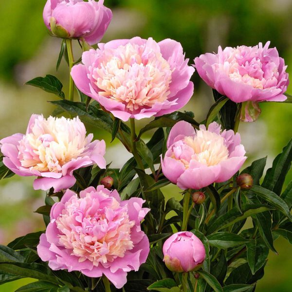 Pfingstrose 'Sorbet'