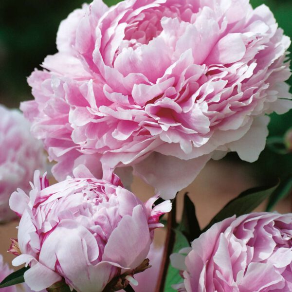 Pfingstrose 'Sarah Bernhardt'