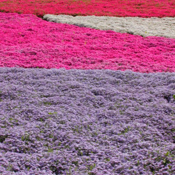 Polsterphlox Mischung - 4 Pflanzen