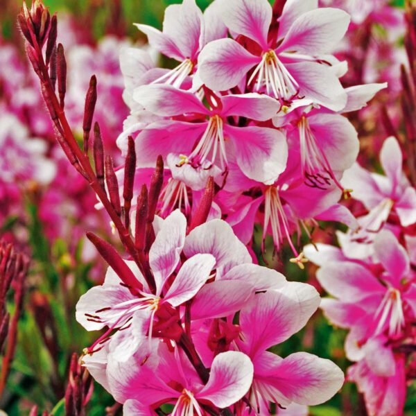 Prachtkerze 'Siskiyou Pink'