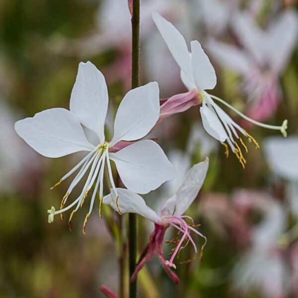 Prachtkerze 'Whirling Butterflies'