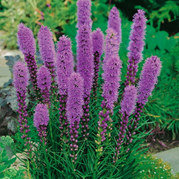 Prachtscharte 'Violetta'