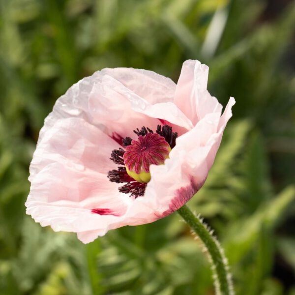 Türkischer Mohn 'Royal Wedding'
