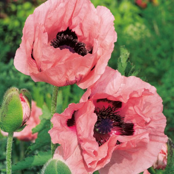 Türkischer-Mohn 'Princess Victoria Louise'