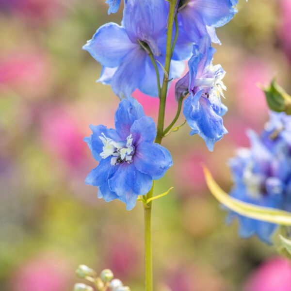 Rittersporn 'Magic Fountain hellblau'