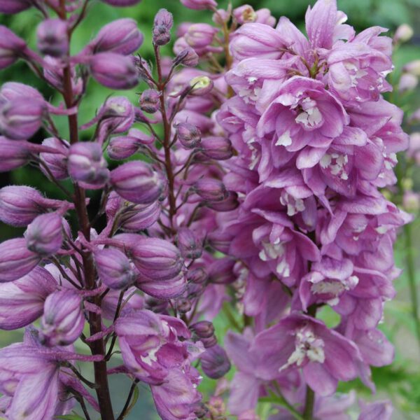 Rittersporn 'Magic Fountain rosa'
