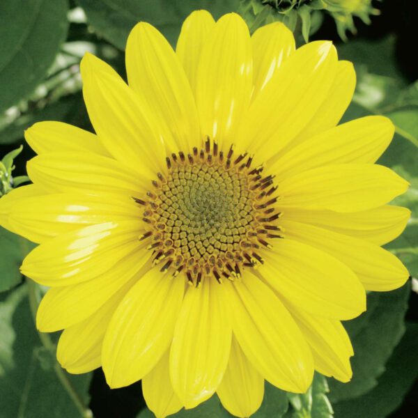 Stauden-Sonnenblume 'Capenoch Star'