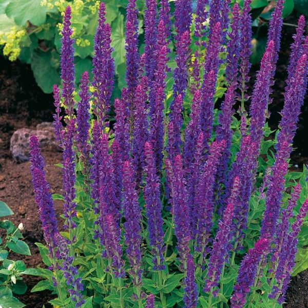 Garten-Salbei 'Ostfriesland'