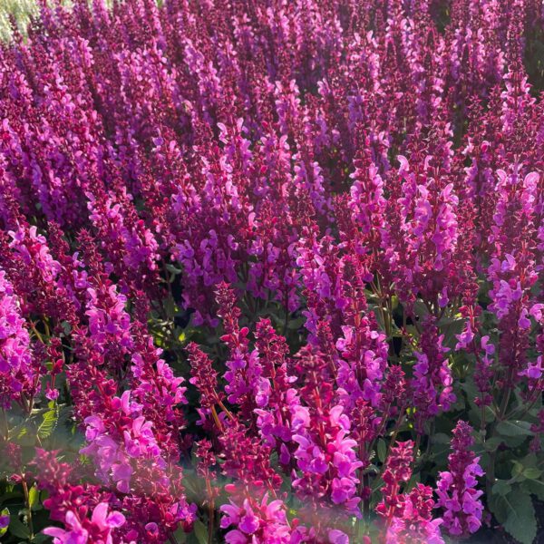 Steppen-Salbei 'Marvel Rose'