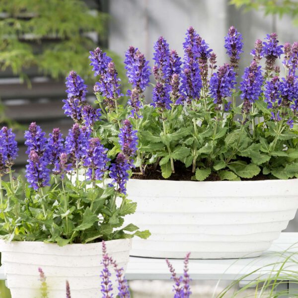 Steppen-Salbei 'Marvel Blue'
