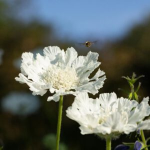 Kaukasische Knopfblume 'Miss Willmott'