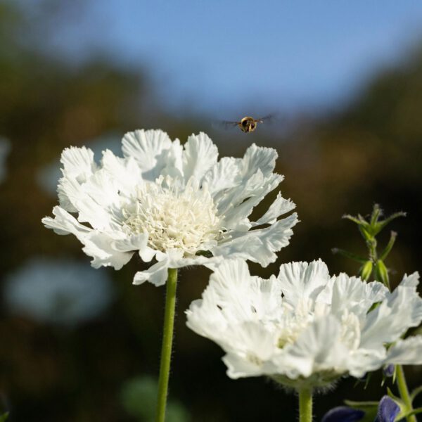 Kaukasische Knopfblume 'Miss Willmott'
