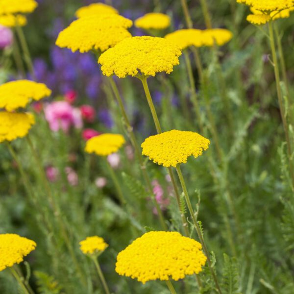 Schafgarbe 'Summer Gold' / Hohe Gold-Garbe