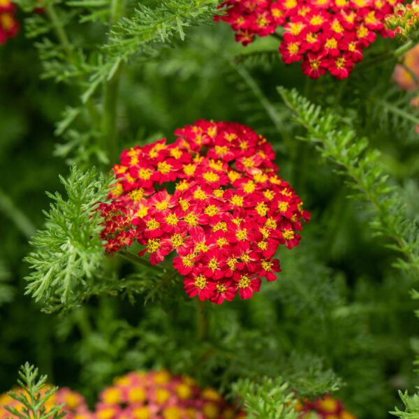 Schafgarbe 'Paprika'