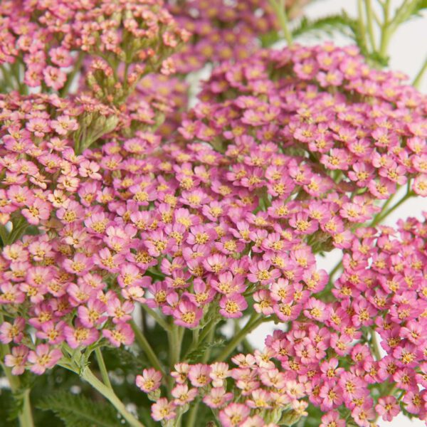 Schafgarbe 'Milly Rock Pink'