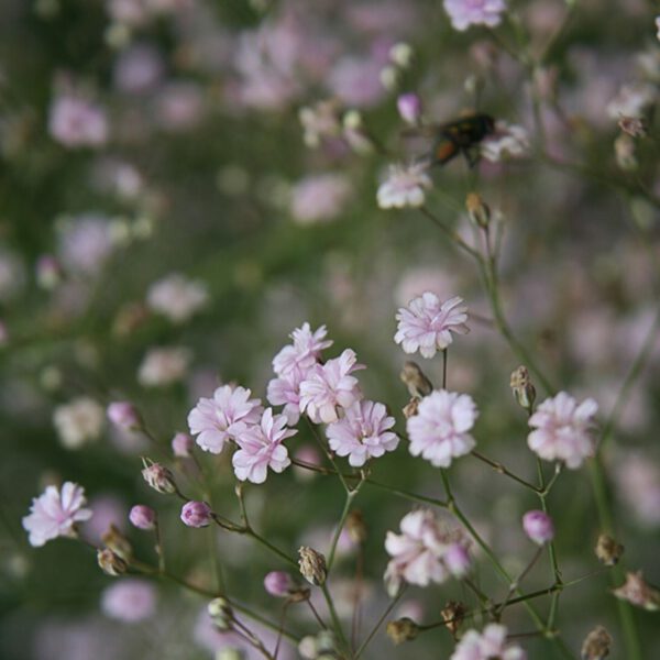 Teppich-Schleierkraut 'Rosenschleier'