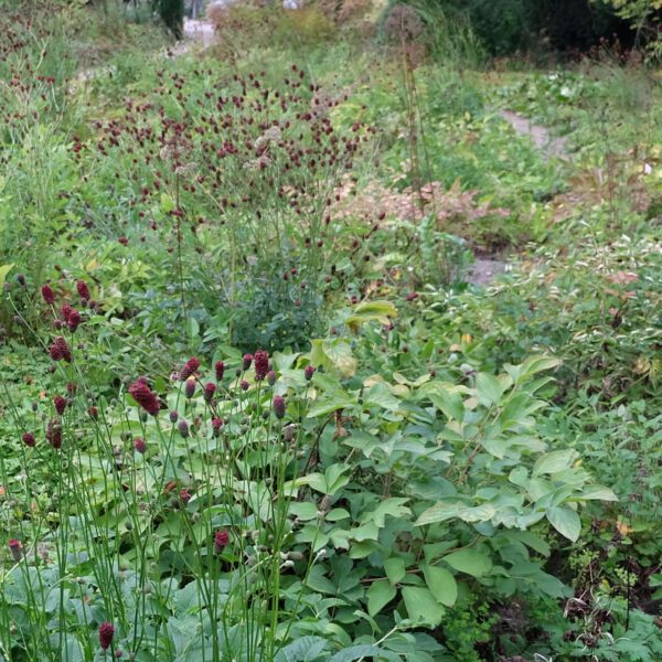 Kleiner Wiesenknopf