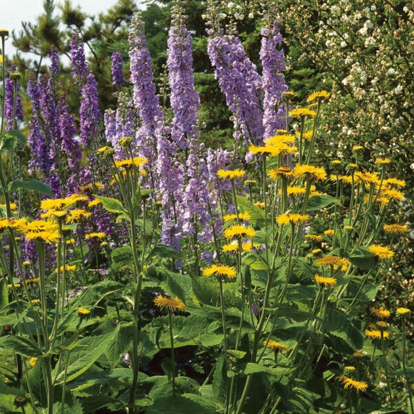 Ochsenauge 'Golden Yellow'