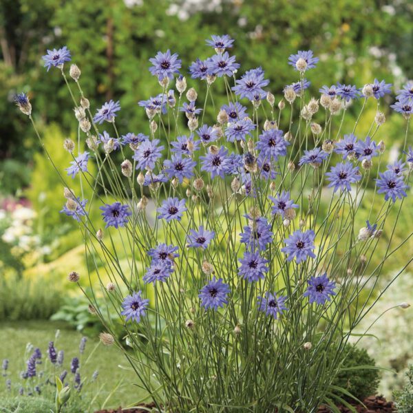 Blaublühende Rasselblume