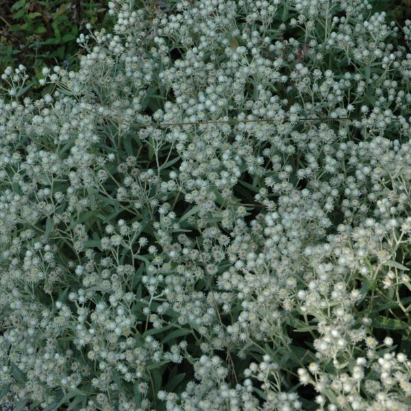 Perlkörbchen 'Sommerschnee'