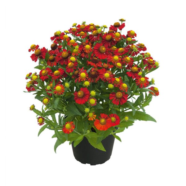 Sonnenbraut 'Helias Fire Red'