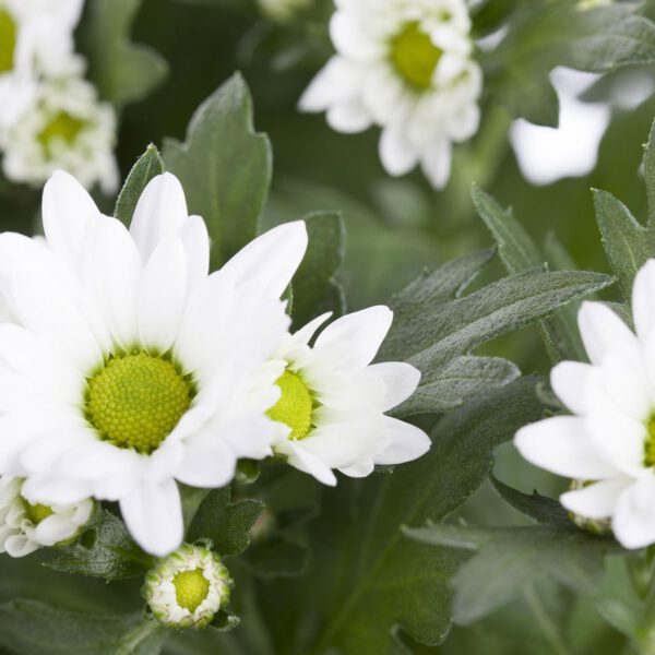 Sommermargerite