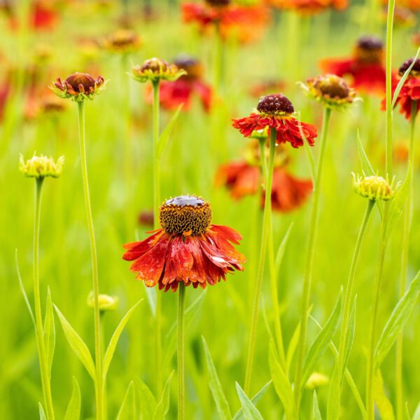 Sonnenbraut 'Moerheim Beauty'