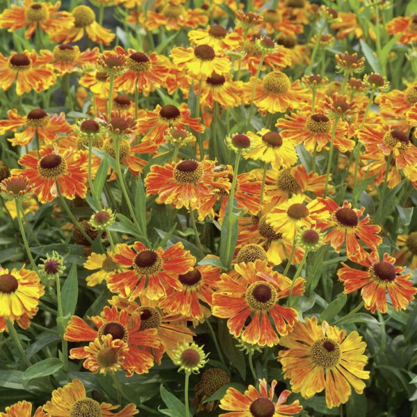 Sonnenbraut 'Waltraut'