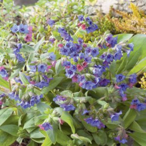 Schmalblättriges Lungenkraut 'Blaues Meer'