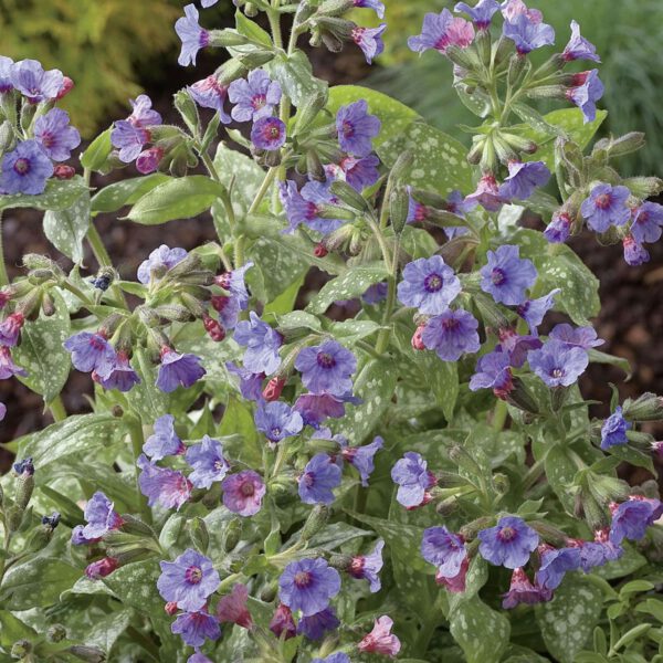 Großgeflecktes Lungenkraut 'Mrs. Moon'
