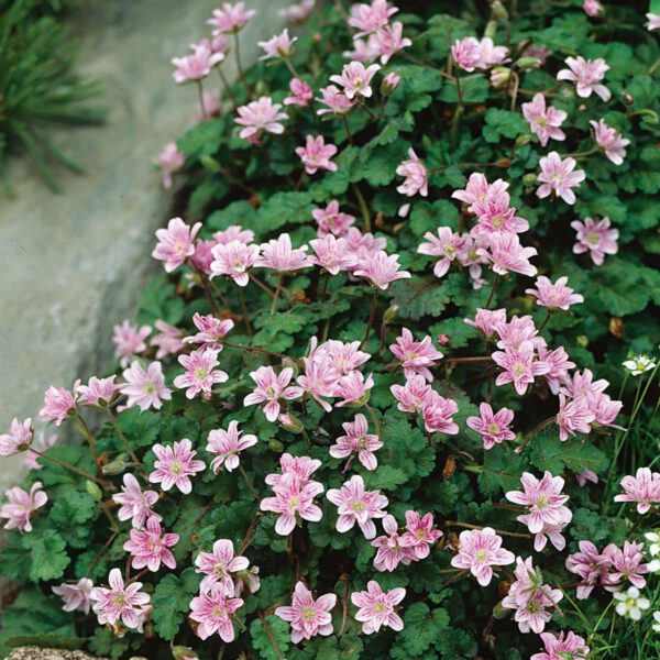 Rosa Reiherschnabel 'Bishop'