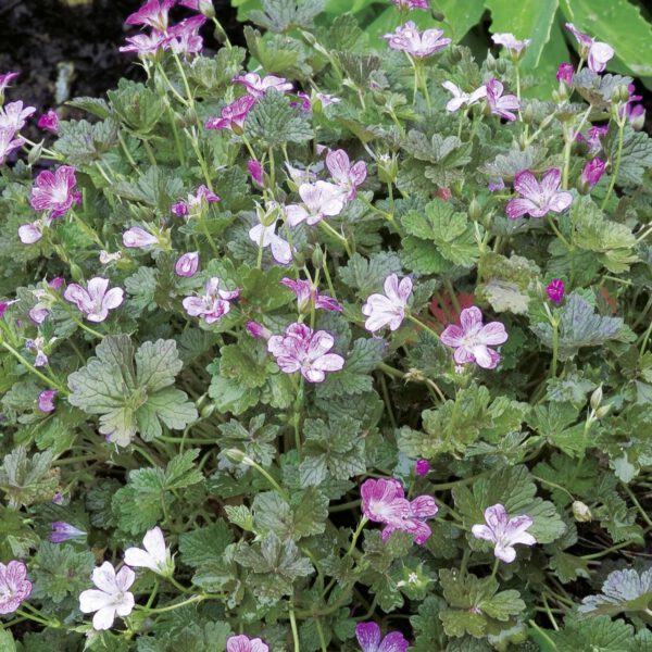 Storchschnabel 'Orkney Cherry'