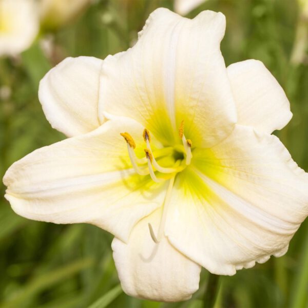Großblumige Taglilie 'Arctic Snow'