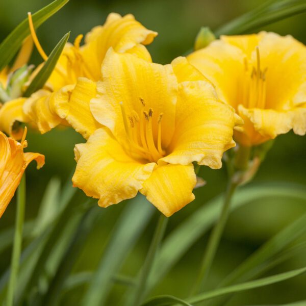 Taglilie 'Stella d' Oro'