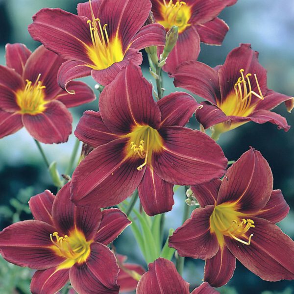 Taglilie 'Black Prince'